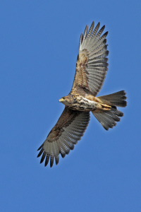 Parabuteo unicinctus - gavilán mixto
