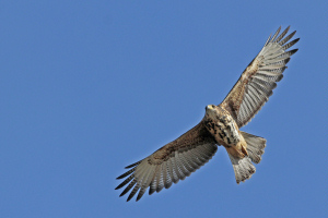 Parabuteo unicinctus - gavilán mixto