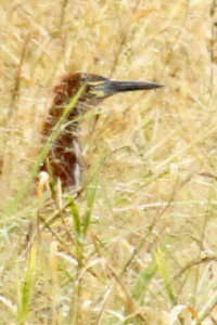 Tigrisoma lineatum - hocó colorado