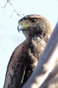 Parabuteo unicinctus - gavilán mixto