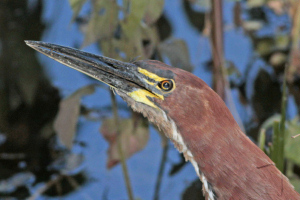 Tigrisoma lineatum - hocó colorado