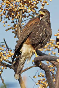 Parabuteo unicinctus - gavilán mixto