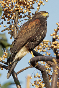 Parabuteo unicinctus - gavilán mixto