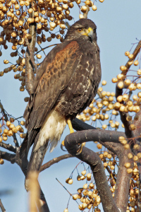 Parabuteo unicinctus - gavilán mixto