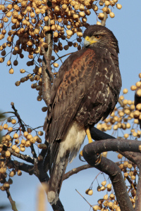 Parabuteo unicinctus - gavilán mixto