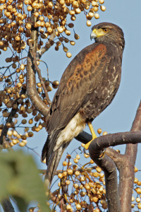 Parabuteo unicinctus - gavilán mixto