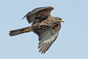 Parabuteo unicinctus - gavilán mixto