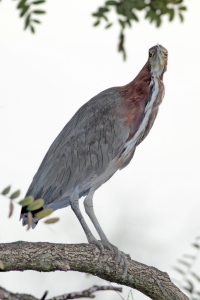 Tigrisoma lineatum - hocó colorado