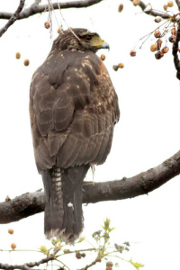 Parabuteo unicinctus - gavilán mixto