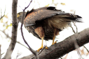 Parabuteo unicinctus - gavilán mixto