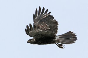 Parabuteo unicinctus - gavilán mixto