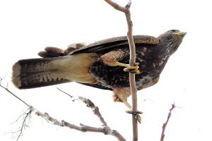 Parabuteo unicinctus - gavilán mixto