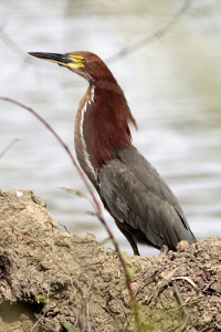 Tigrisoma lineatum - hocó colorado