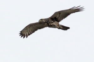 Parabuteo unicinctus - gavilán mixto