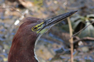 Tigrisoma lineatum - hocó colorado