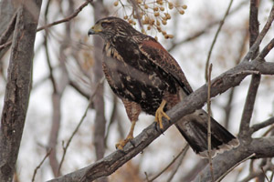 Parabuteo unicinctus - gavilán mixto