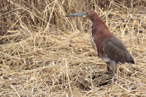 Tigrisoma lineatum - hocó colorado