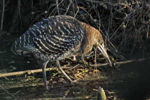 Tigrisoma lineatum - hocó colorado