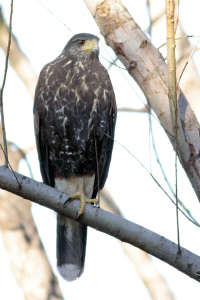 Parabuteo unicinctus - gavilán mixto