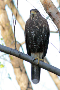 Parabuteo unicinctus - gavilán mixto