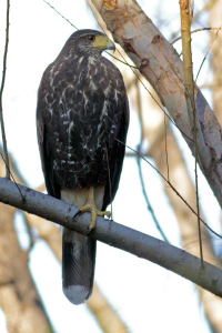 Parabuteo unicinctus - gavilán mixto