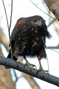 Parabuteo unicinctus - gavilán mixto