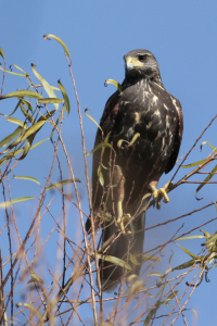 Parabuteo unicinctus - gavilán mixto