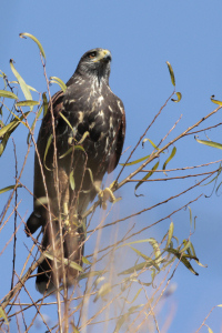 Parabuteo unicinctus - gavilán mixto