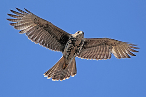 Parabuteo unicinctus - gavilán mixto