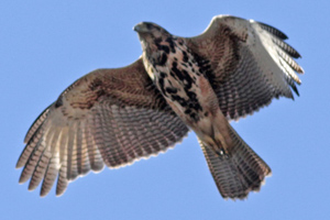 Parabuteo unicinctus - gavilán mixto