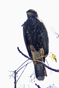 Parabuteo unicinctus - gavilán mixto