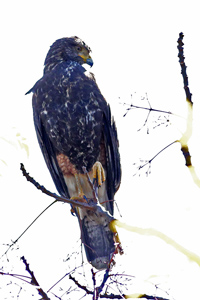 Parabuteo unicinctus - gavilán mixto