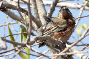 monterita canela