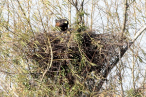Parabuteo unicinctus - gavilán mixto