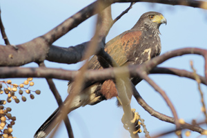 Parabuteo unicinctus - gavilán mixto