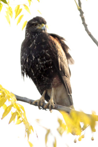 Parabuteo unicinctus - gavilán mixto