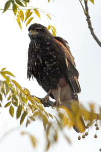 Parabuteo unicinctus - gavilán mixto