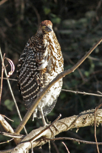 Tigrisoma lineatum - hocó colorado