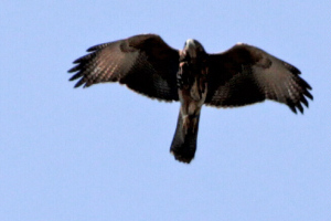 Parabuteo unicinctus - gavilán mixto