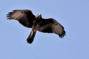 Parabuteo unicinctus - gavilán mixto