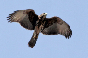 Parabuteo unicinctus - gavilán mixto
