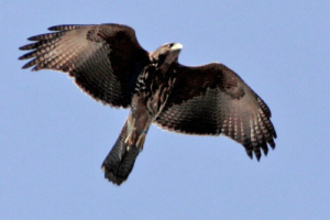 Parabuteo unicinctus - gavilán mixto