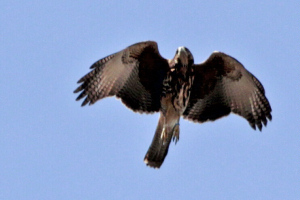 Parabuteo unicinctus - gavilán mixto