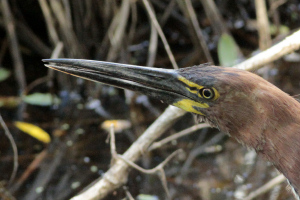Tigrisoma lineatum - hocó colorado