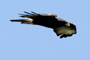 Parabuteo unicinctus - gavilán mixto