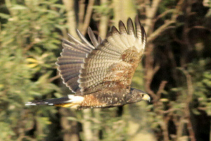 Parabuteo unicinctus - gavilán mixto
