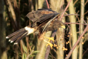 Parabuteo unicinctus - gavilán mixto