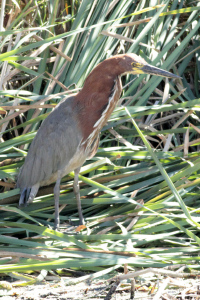 Tigrisoma lineatum - hocó colorado