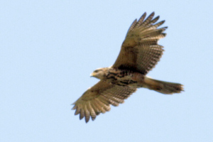 Parabuteo unicinctus - gavilán mixto
