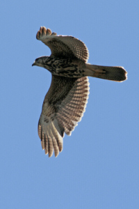 Parabuteo unicinctus - gavilán mixto